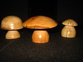 Champignons tilleul abricotier bouleau echauffe