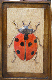 Coccinelle